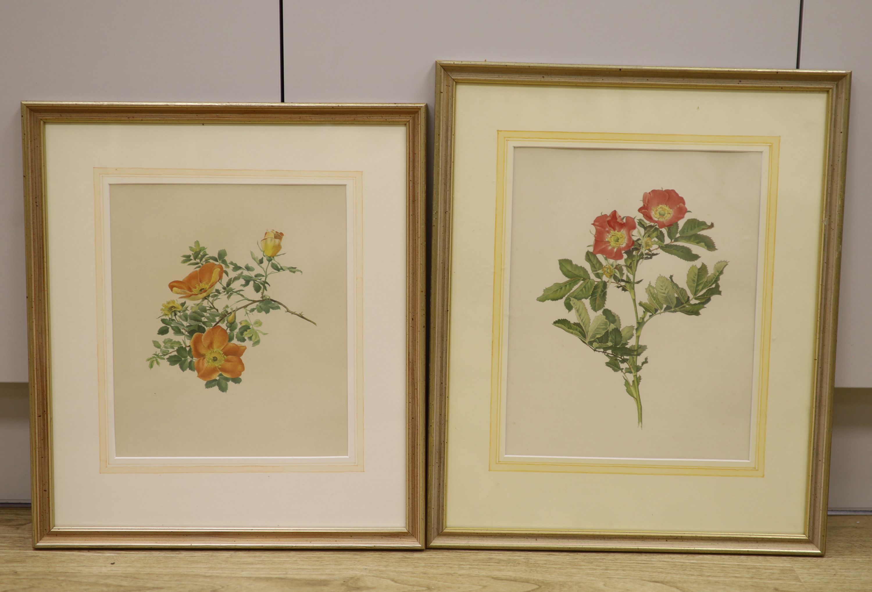 English School, two watercolours, Botanical studies of roses, largest 30 x 24cm